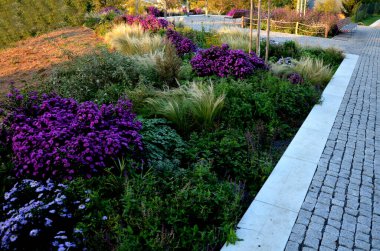Sonbahar çiçekleri, uzun ömürlü otlar ve siyah taş kaldırımlı bir meydanda, granit kaldırımlar, sonbahar mor beyaz ve sarı astlar ve şehir parkında adaçayı ile süslenmiş otlar.