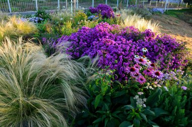 autumn flowerbed with perennials and grasses in a square with black stone cobblestone tiles, granite curbs autumn purple white and yellow asters and ornamental grasses with sage in a city park clipart