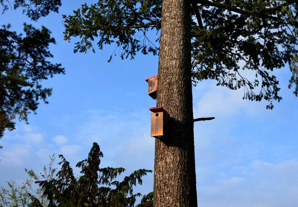 Pada Pohon Bercabang Adalah Rumah Burung Kayu Yang Melekat Pada — Stok Foto