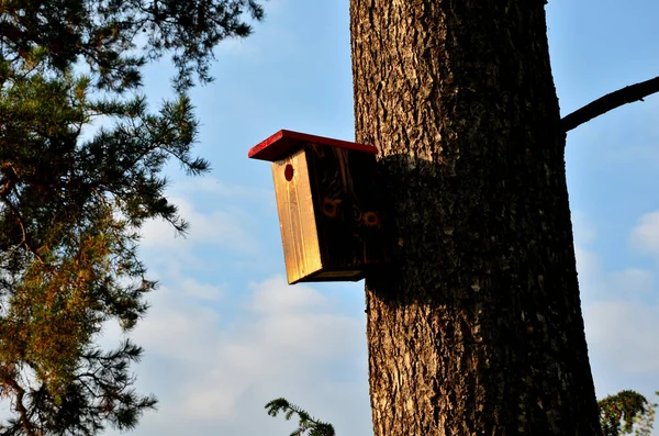 Branched Tree Wooden Birdhouse Attached Tree Color Black Camouflage Starlings — Stock Photo, Image