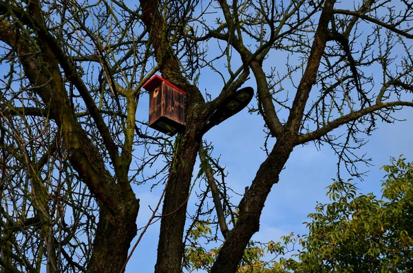 在枝干的树上 有一个木制的鸟舍 它连在一棵树上 颜色是黑色的伪装 燕窝在这个绿色的鸟窝里很开心 — 图库照片