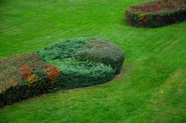 灌木群被切割成圆形扁平的形状 在草坪周围 公园工业区的园林绿化 — 图库照片
