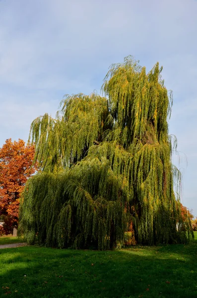 stock image The weeping willow is a deciduous deciduous tree and grows in an arch. The shoots are bright yellow, strongly overhanging, often down to the ground. Narrow lanceolate leaves, in autumn turn yellow.