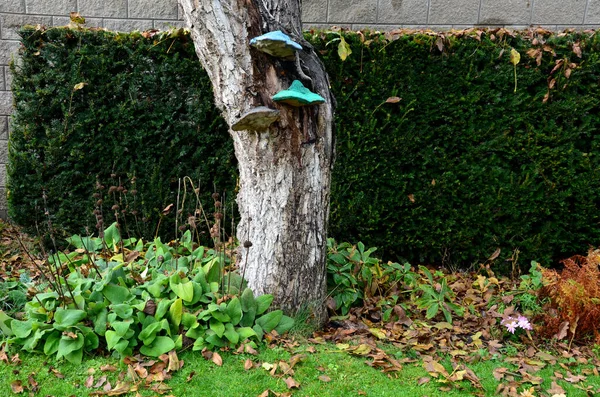 巫师的秋天花园 树干上有绿色和蓝色的巨大蘑菇 秋天浪漫多年生的花园 有草坪和紫杉树篱 手牵手 指中空树干树皮 — 图库照片