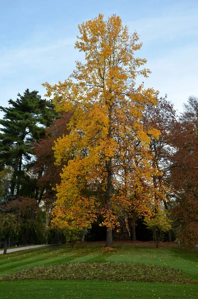 The tulip tree is a tall tree bearing medium-sized, deciduous green-colored leaves that have 2 antler tips, making the leaf look as if someone has cut it off. It turns yellow in autumn. tulip-like