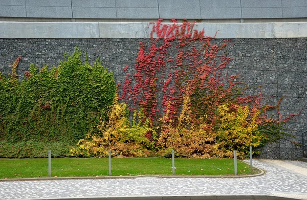 Stock image tall, huge and high gabion wall is overgrown with ivy some leaves are dark others new are light granite cubes, red, yellow, abstract, street, highway, high, lawn, corner