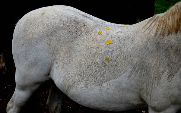 Koně Pastvinách Ohradě Jsou Zvědaví Mají Ohlávku Karabinkou Moderní Přikrývku — Stock fotografie