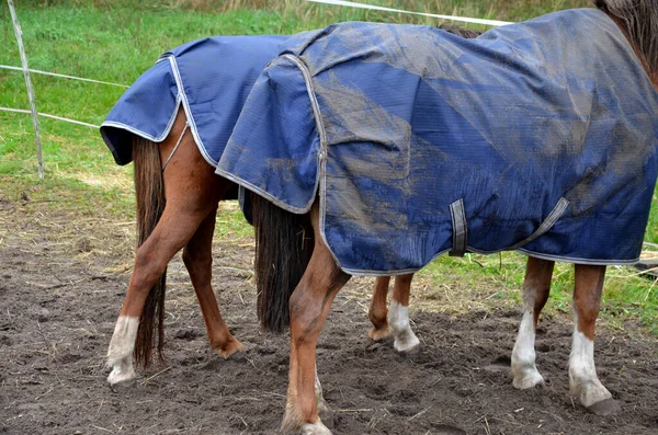 Koně Pastvinách Ohradě Jsou Zvědaví Mají Ohlávku Karabinkou Moderní Přikrývku — Stock fotografie