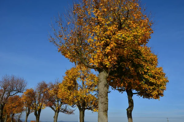 Podzimní Avenue Javorů Která Mění Listy Žluté Stromy Jsou Pravidelně — Stock fotografie