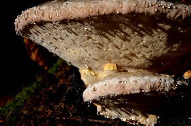 Yarı dairesel, çizgili, engebeli, kırmızımsı, daha sonra morumsu siyah, ince, balmumu kabuklu, ateşte çözünen. Gözenekler genelde yuvarlaktır, sarı renkli. Üzerine çiy damlası düşer.