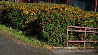 Turuncu ve kırmızı böğürtlenli yemyeşil çalılar, çöplerin ve konteynırların sıralandığı yerlerde bir bariyer oluşturur. Nahoş renkli konteynırları örtüyor. Çakıl taşları ve kayalar Çiçek içinde caddede