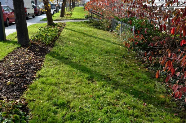 Mulching Undergrowth Beds Necessary Terms Water Evaporation Bark Pulp Protects — Foto de Stock