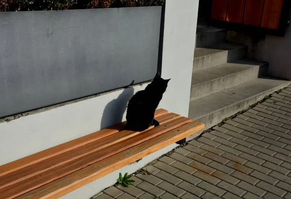 Gato Está Sentado Banco Madera Tomando Sol Ella Desconfiada Porque —  Fotos de Stock