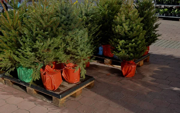 Venda Árvores Natal Com Pacote Árvores Têm Raizes Potenciômetro Flor — Fotografia de Stock