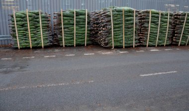 Kafkasya köknarı, Avrupa 'nın kuzeyindeki bir çiftlikten Noel ağacı kesmek gibi. Paletlerin üzerinde deli doktoruna gidiyor. Bahçe merkezinde satılık. Deponun otoparkında yığınla para var.