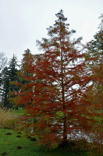 色は春から夏の終わりにかけてジューシーな緑色で 秋には 流す前に深い黄色から錆びた銅に変わります 巨大な端子 樹皮を持つ非常に狭い円錐形の木です — ストック写真
