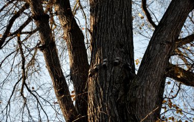 Karaağaçlarının tepesine ana dallar bağlanmış. Ağaççı, eski ve kırılgan dalları sentetik bir iple birbirine bağladı. Tahta bloklardan yapılmış eşyalar kabuğu çürüklerden korur. test ve emniyete alındı