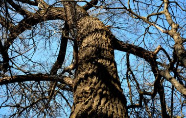 Genellikle gümüş kavak, gümüş yaprak kavak ya da beyaz kavak, en yakın akraba olan kavak ağacı türüdür. Fas ve Portekiz 'e özgü, nemli bölgeler, çoğunlukla deniz kenarlarında, zenci.
