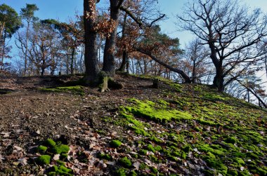 Bir yamaçtaki meşe ormanında mantar gövdesi düz kaplama. Yosunlar toprağın yüzeyini kaplar. Sıcak bir manzarada meşe ormanlarında bir sonbahar yürüyüşü. Bahar güneşinin zengin renkleri