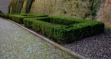 Boxwood çitlerinden yapılmış tarihi bir bahçede kesilmiş çiçek tarhı kareleri. Kalenin avlusu kaldırım taşı patika yolu boyunca donmuş buz sıraları, sürekli kar, kar, kar, kış.