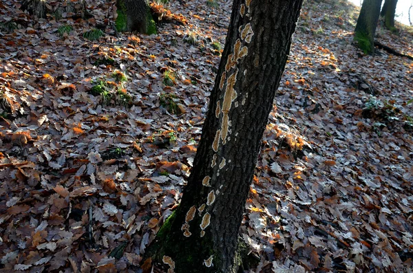 Bagażnik Grzybowy Płaska Pokrywa Dębowym Lesie Zboczu Mchy Pokrywają Powierzchnię — Zdjęcie stockowe