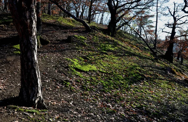 Bagażnik Grzybowy Płaska Pokrywa Dębowym Lesie Zboczu Mchy Pokrywają Powierzchnię — Zdjęcie stockowe