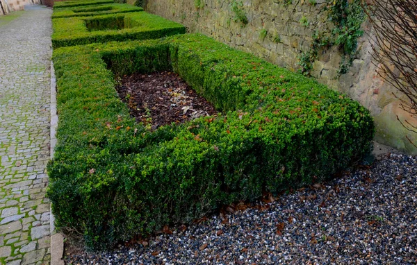 Cut Squares Flowerbed Edging Historic Garden Made Boxwood Hedges Courtyard — Stock Photo, Image