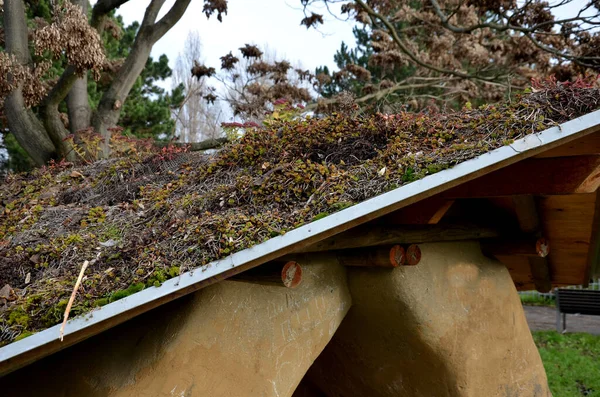 Крыша Садового Дома Chaupy Плоской Нетребовательной Зеленой Крышей Сочными Красочными — стоковое фото