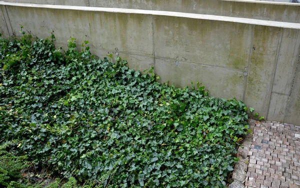 Stock image ground covering low bushes and creepers fit in the city between concrete surfaces and paving. evergreen plants are fresh even in winter. parking and pedestrian zone