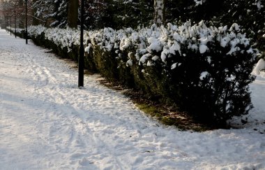 Alçak bir porsuk çitinde, sisten gelen buz tabakası her şeyi dondurur ve dondurur. Süpürge makinesinin süpürdüğü karın sonucu olarak. Kaldırımdan, önden, yandan, ağaçtan, gövdeden fışkıran karlar.