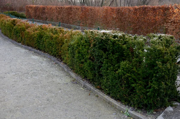 yew hedges can be shaped even very narrow ones. it grows slowly and can withstand a deeper cut into older branches. perfect barrier from a neighbor, hornbeam, gate, wire fence, playground, maze