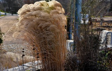 arched pergolas made of gray metal frames for climbing plants. benches and chairs of transparent wire furniture. dry garden walls and tall ornamental grasses sandy paths, sunlight, sunset, perennial
