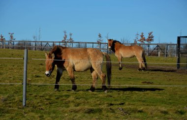 critically endangered species of wild horse in an enclosure with an electric fence. stout horses graze in the meadow