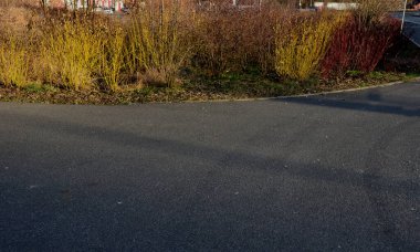 Dogwood is a very popular deciduous shrub, which grows to a height of 3 m. This shrub is prized for its yellow green, red, branches, which will enliven any garden in the winter, parking, roadside