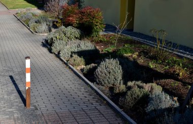 spring beds with lavender look elegant and Mediterranean. although they do not bloom, they attract with the gray color of the leaves and the oval shape. on a street with mulched bark, sidewalk barrier