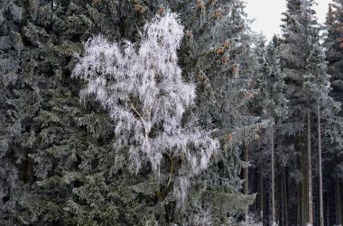 terribly cold days with frost and cloudy skies give goosebumps. birches and spruces on the edge of the forest frozen with hoarfrost of ice and snow.