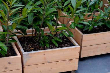 preparation for planting flower pots. wooden flower pots are filled at the bottom with gravel as drainage. the sides are covered with black foil with bubbles, plank wall, simple, spruce, carpenter