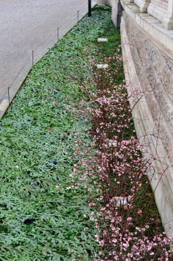 flower annual flowerbed by the sidewalk formed by diagonal stripes red-white flowering planting of flowers drip pipe will make watering easier for gardeners and save a lot of water, twigs