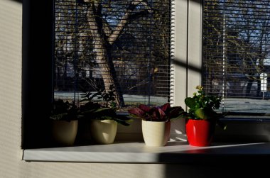 Küçük saksılarda çiçek yetiştiriyor. Beyaz pencereler ve jaluziler çok fazla ışık yansıtıyor. Bu yüzden çiçekler açar ve taze görünürler. ev dekorasyonu düzenlemesi