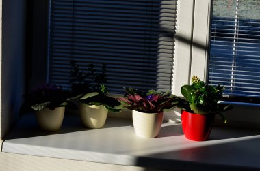 Küçük saksılarda çiçek yetiştiriyor. Beyaz pencereler ve jaluziler çok fazla ışık yansıtıyor. Bu yüzden çiçekler açar ve taze görünürler. ev dekorasyonu düzenlemesi
