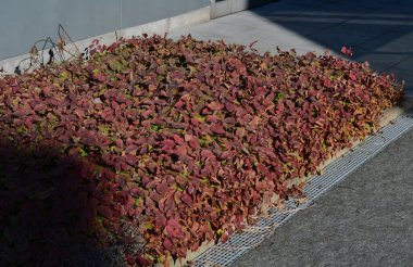 concrete monolith staircase with the texture of extruded ribbed, corrugated sheet metal. ramp with vegetation of ornamental dry grasses and perennials tin edge curb