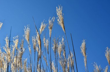 Süslü otları olan çiçek yatakları sonbahardan kışa kadar çekicidir ve kuru çiçekler ve yapraklar sayesinde. Sinek yakalayıcılar ve kırmızı yapraklarla birleşince bitkilerim çarpıcı bir kontrast oluşturuyor.