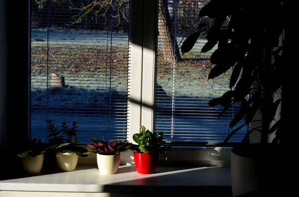 Kasvaa Kukkia Pienissä Ruukuissa Valkoiset Ikkunat Kaihtimet Heijastavat Paljon Valoa — kuvapankkivalokuva