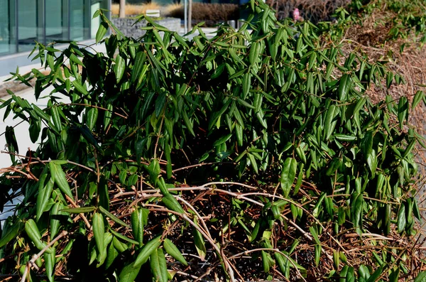 常绿灌木 攀爬的植物 不会脱落叶子 金银花爬行者 枝条丰满 是保护隐私的极好办法 也是保护柏树 绿化墙壁 立面的极好办法 — 图库照片