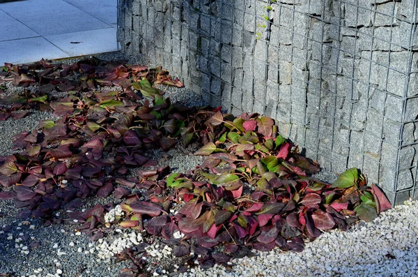 黄柏是一种深红色开花的黄柏品种 叶近圆形 它们是深绿色的橄榄绿 季节略带勃艮第色彩 秋天到春天是青铜红色到勃艮第红色 — 图库照片
