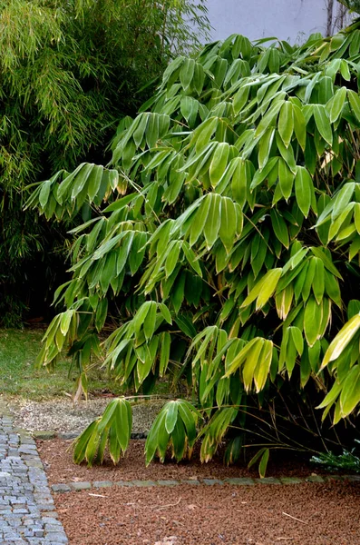 Bambú Tamaño Medio Con Bastones Verdes Hojas Color Verde Medio —  Fotos de Stock