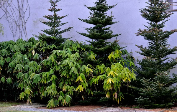 Среднего Размера Бамбук Зелеными Тростями Средне Зелеными Листьями Листья Правило — стоковое фото