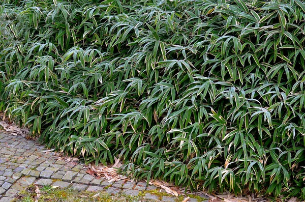 Bambú Tamaño Medio Con Bastones Verdes Hojas Color Verde Medio — Foto de Stock
