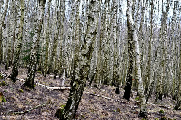 Tapete Birkenwald Rinde Und Bäume Dicht Nebeneinander Das Leuchtend Grüne — Stockfoto