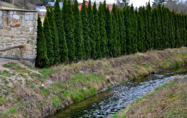 Minyatür, düzensiz dik doğu arborvitae seçimi çoğu zaman birden fazla liderle birlikte büyür. Eski bitkiler, birçok sivri minaresi olan küçük katedrallere benzerler. Yapraklar son derece doludur.